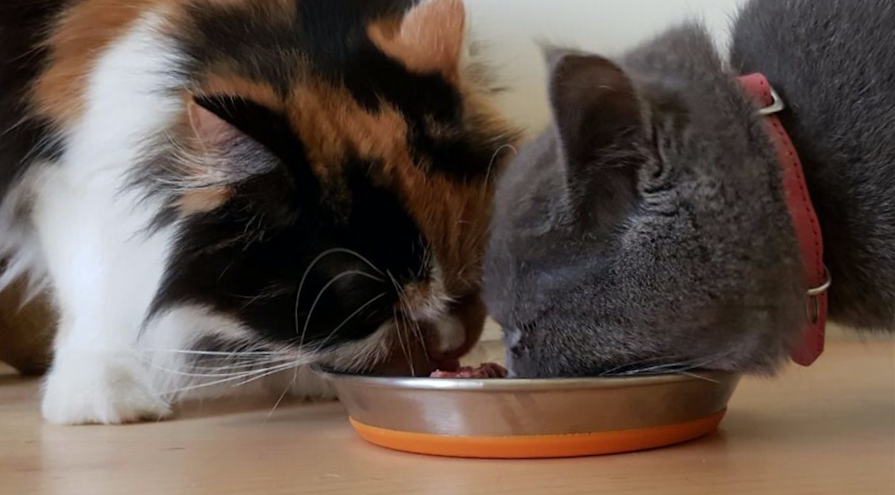 Cats eating a high moisture raw cat food diet